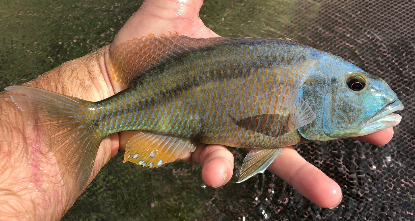 Malawi Hawk (Aristochromis christyi) - Imperial Tropicals