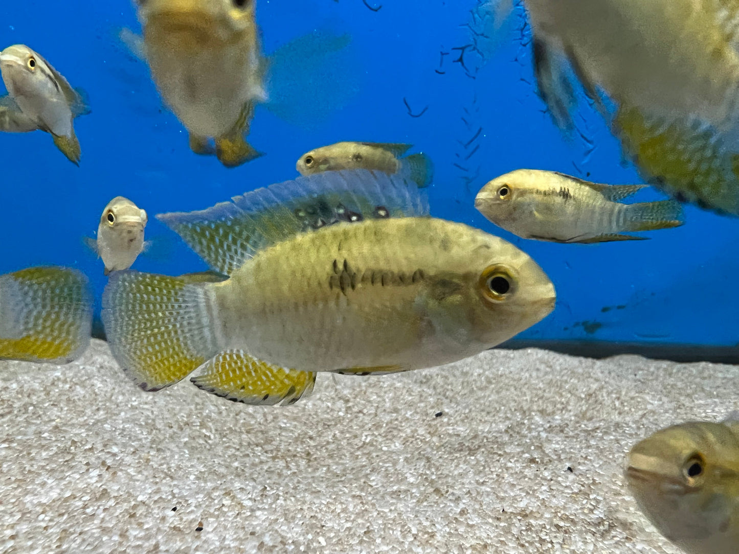Dwarf Flag Cichlid