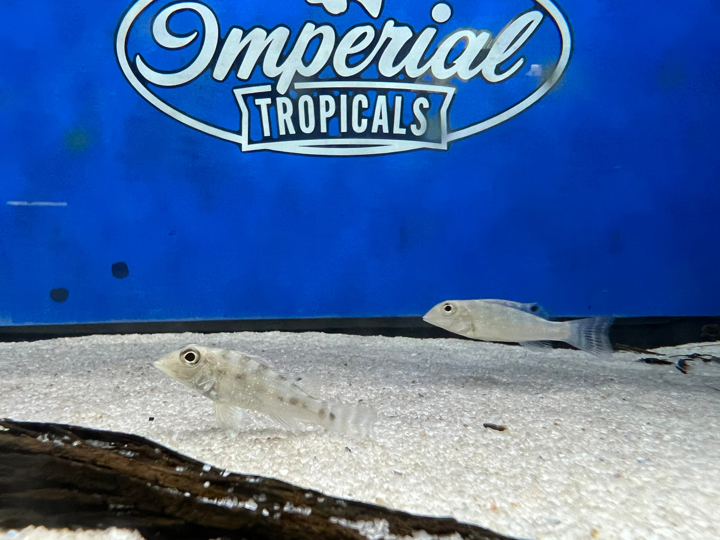 Retroculus xinguensis