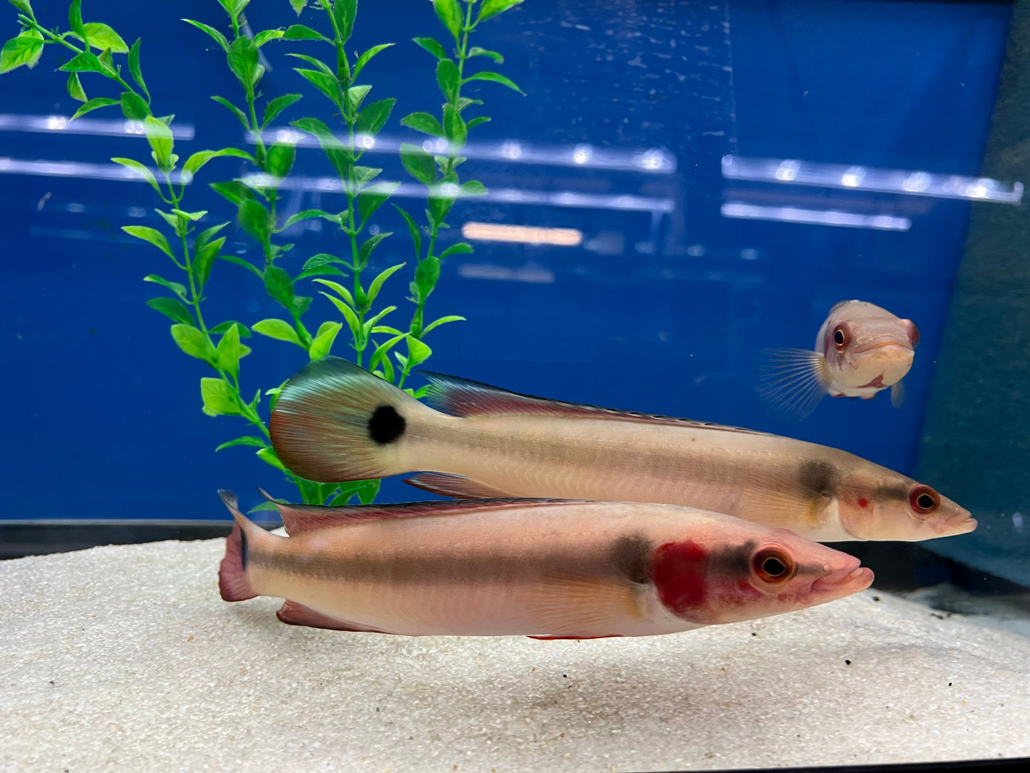 Red Atabapo Pike Cichlid