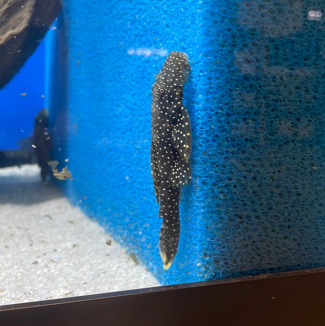 L017 Wolverine Pleco