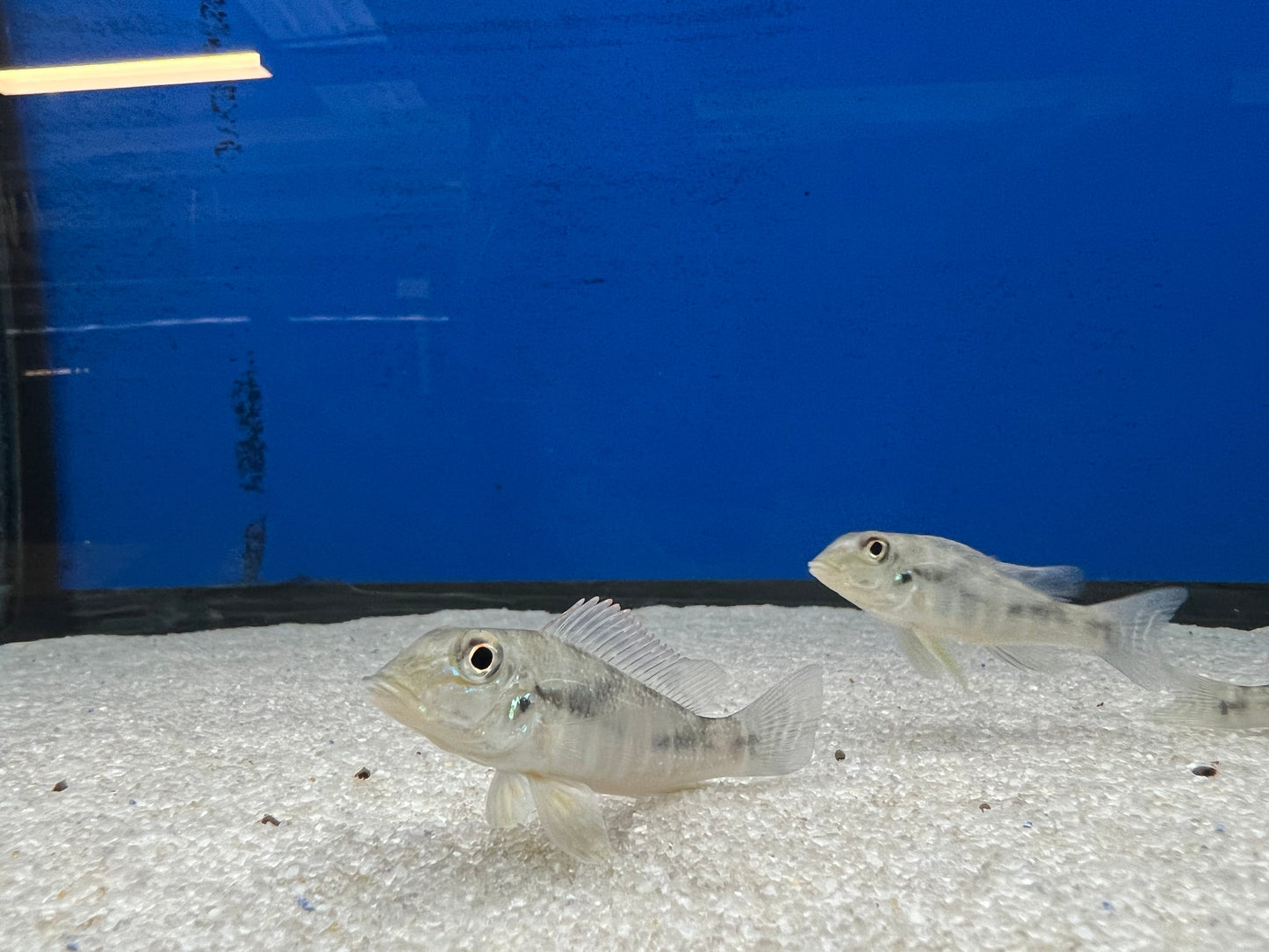 Retroculus lapidifer