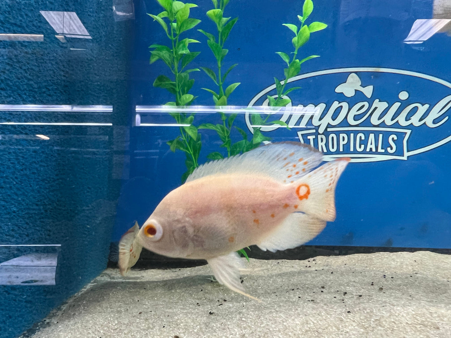 Albino Oscar