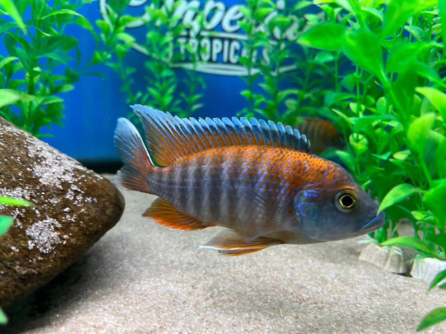BOGO Swallowtail Peacock
