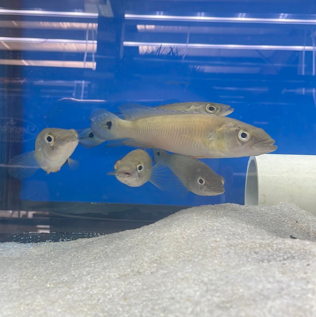 Striped Pike Cichlid