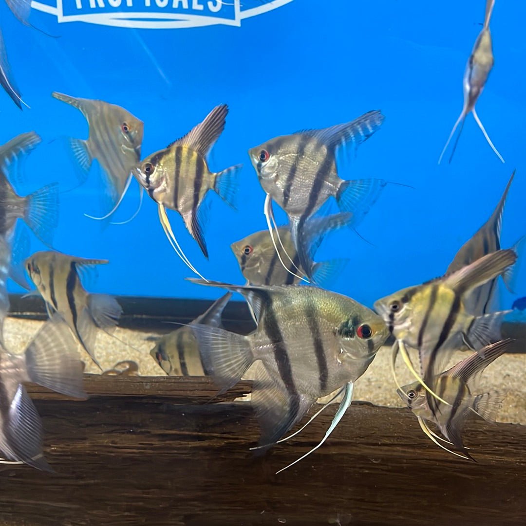Silver Angelfish