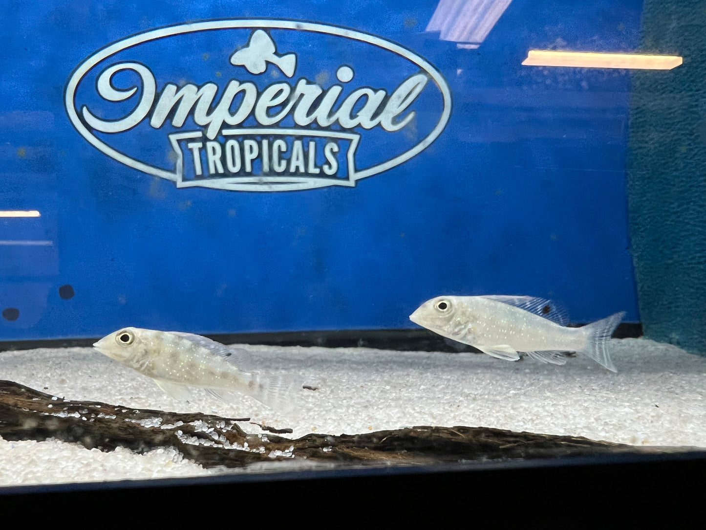 Retroculus xinguensis