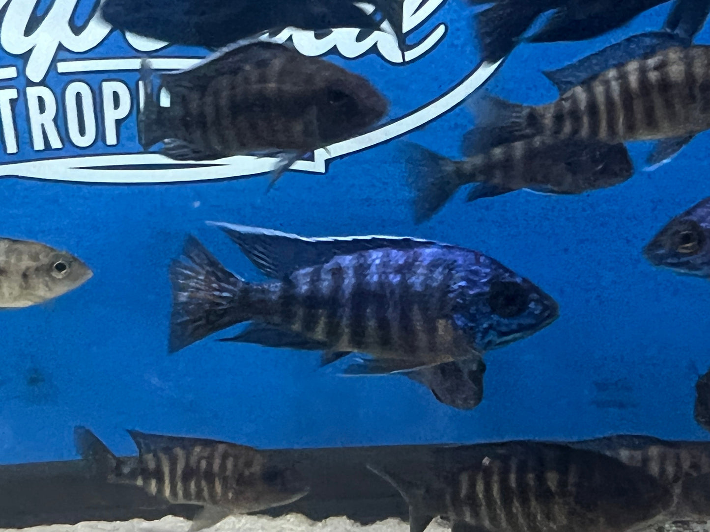 Blue Regal Peacock