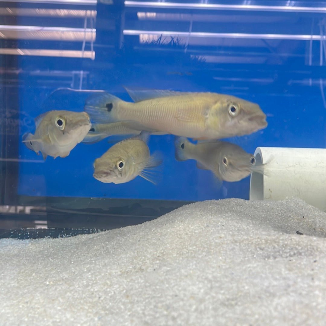 Striped Pike Cichlid