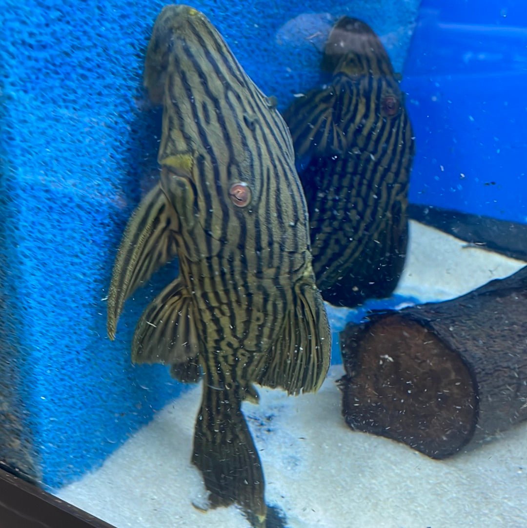 L027a Woodgrain Royal Pleco 'Tocantins'