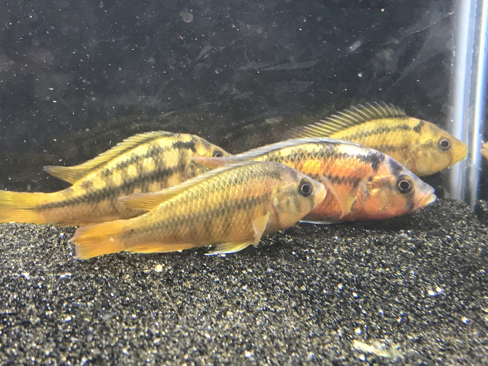 Yellow Rock Kribensis (Haplochromis sauvagei) - Imperial Tropicals