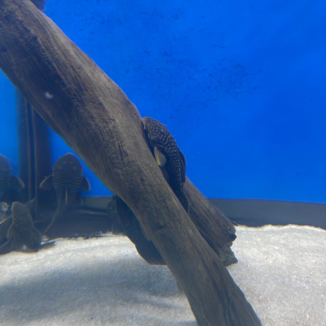 L056 Chubby Pleco