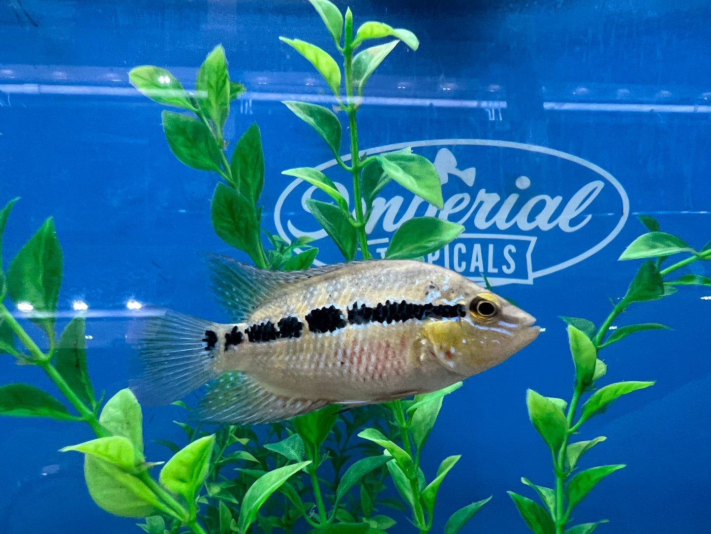 Salvin's Cichlid