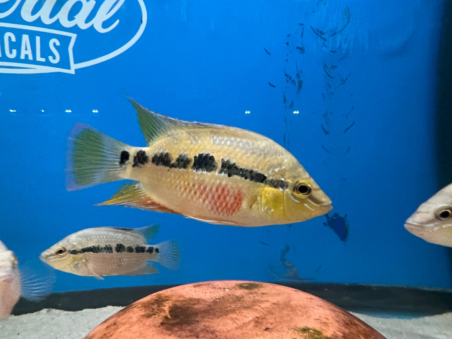 Salvin's Cichlid