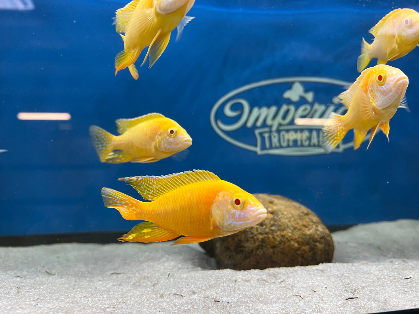 Albino Benga/Sunshine Peacock