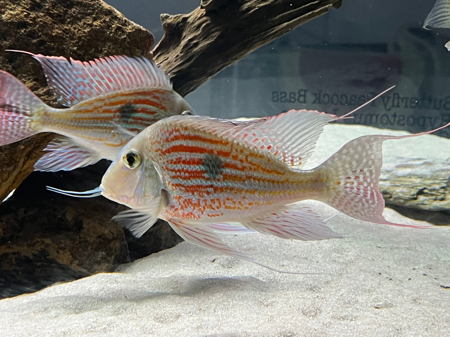 Geophagus Sveni