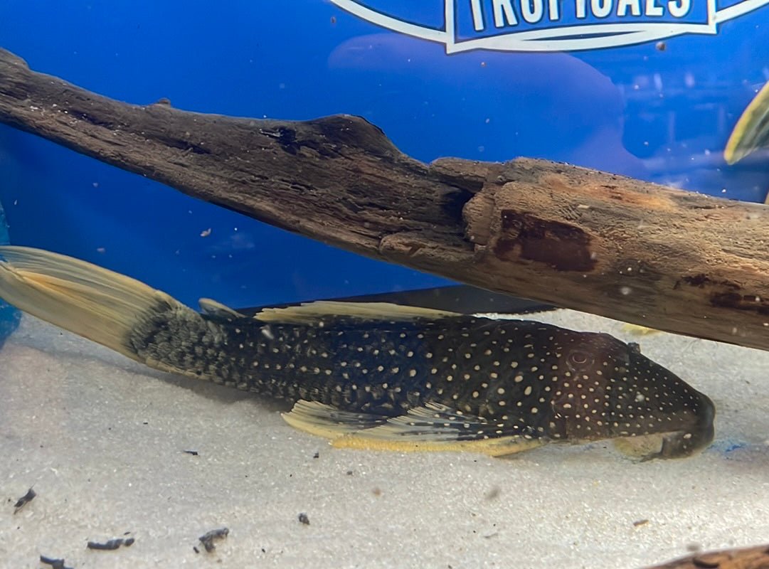 Hypostomus luteus (Phase 1)