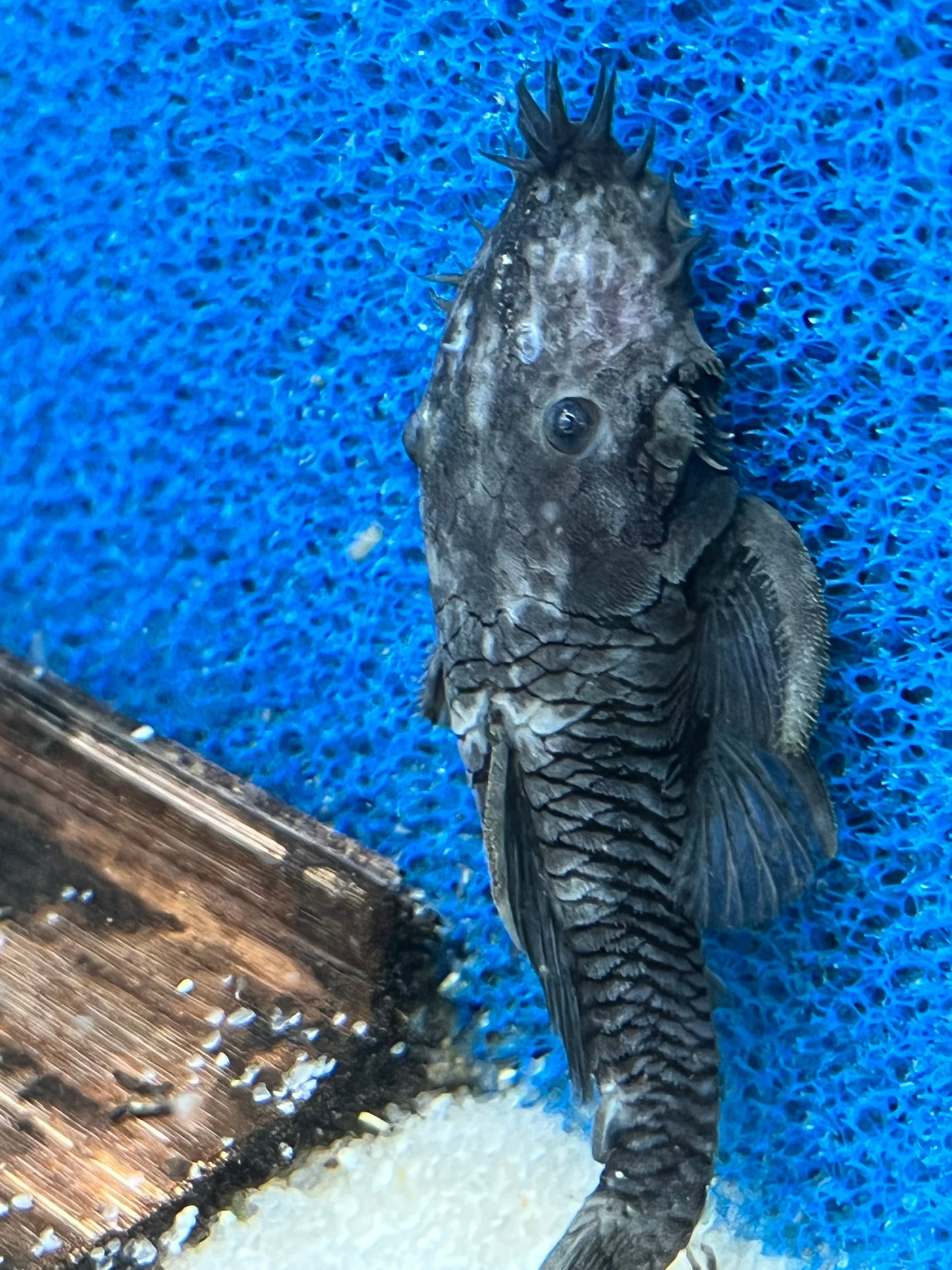 L034 Medusa Pleco