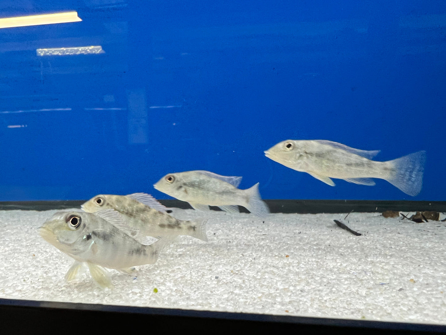 Retroculus lapidifer