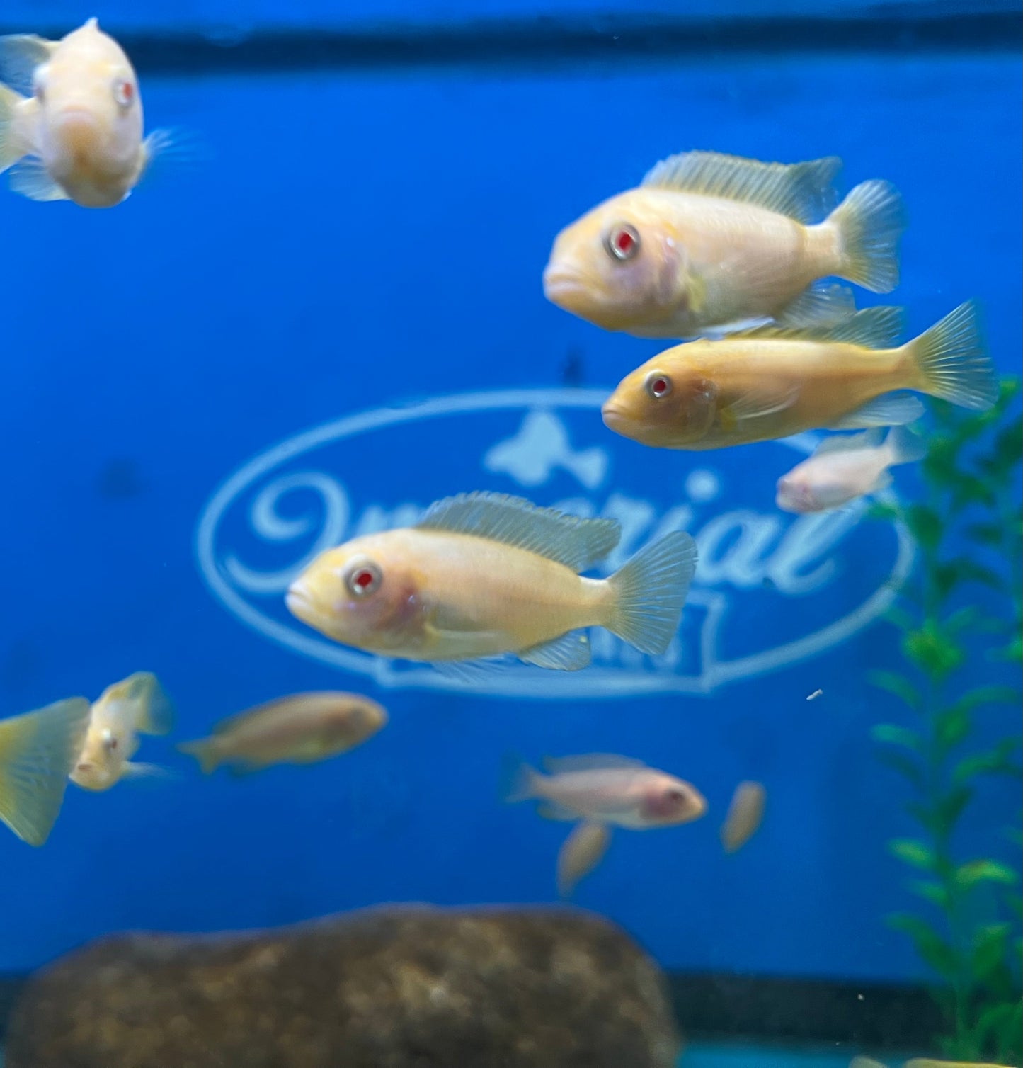 Red Top Albino Zebra