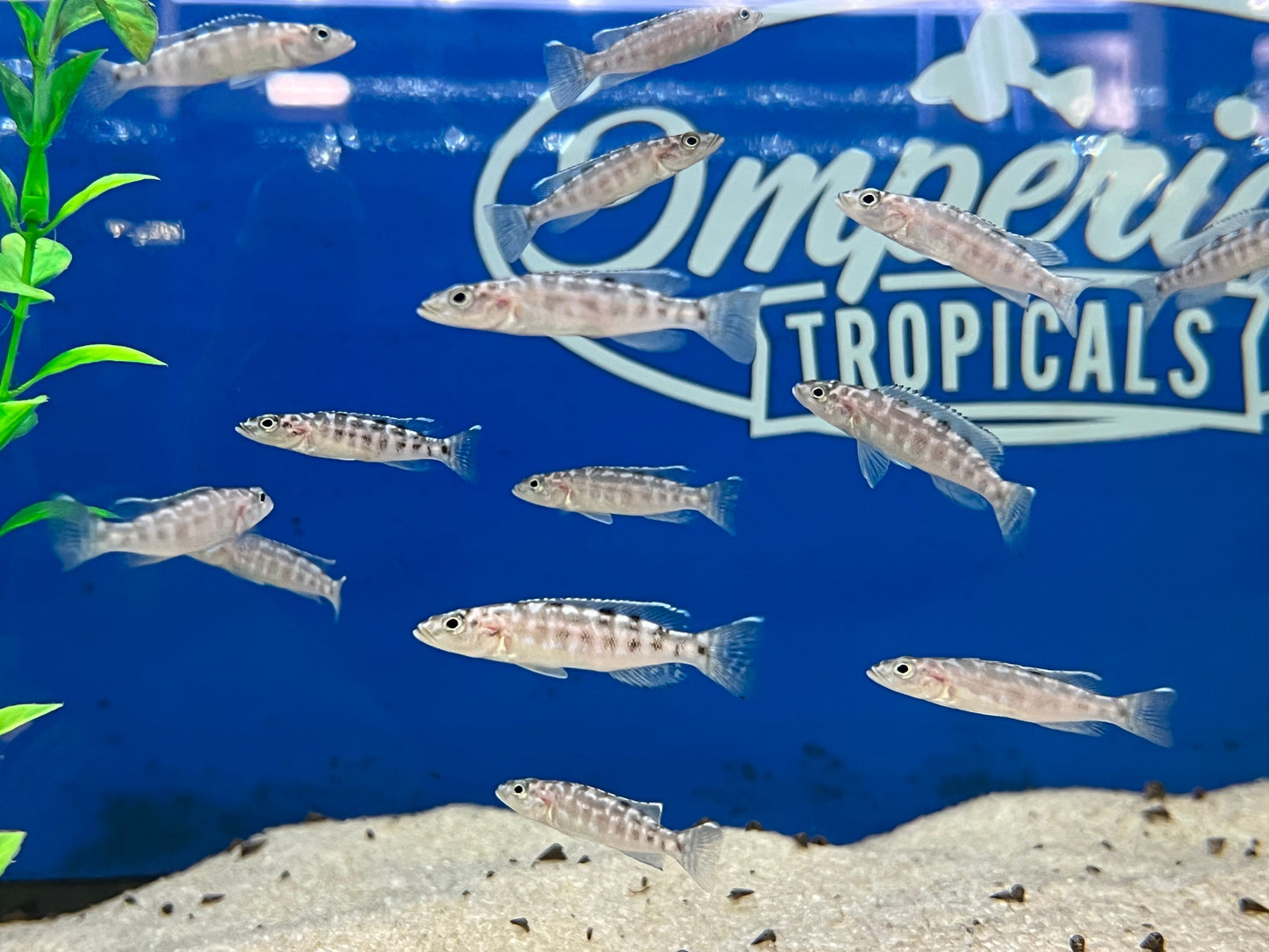 Lepidiolamprologus kendalli