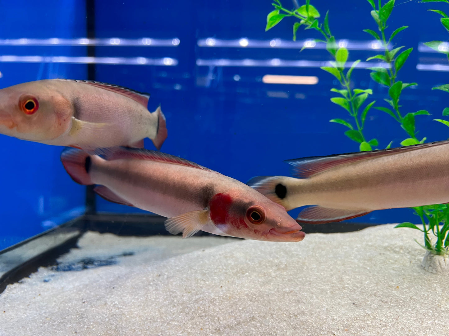 Red Atabapo Pike Cichlid