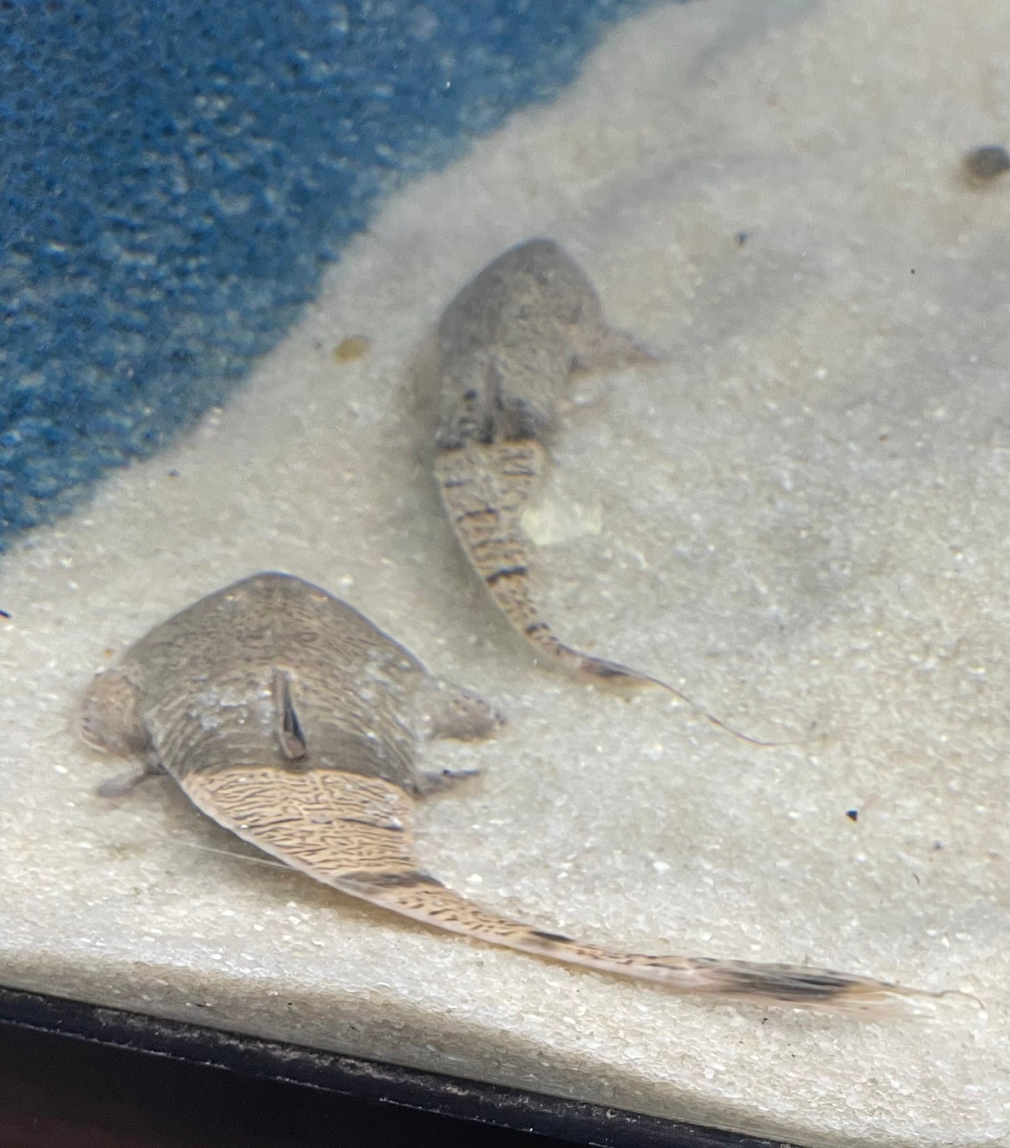 Chameleon Whiptail "Colombia"