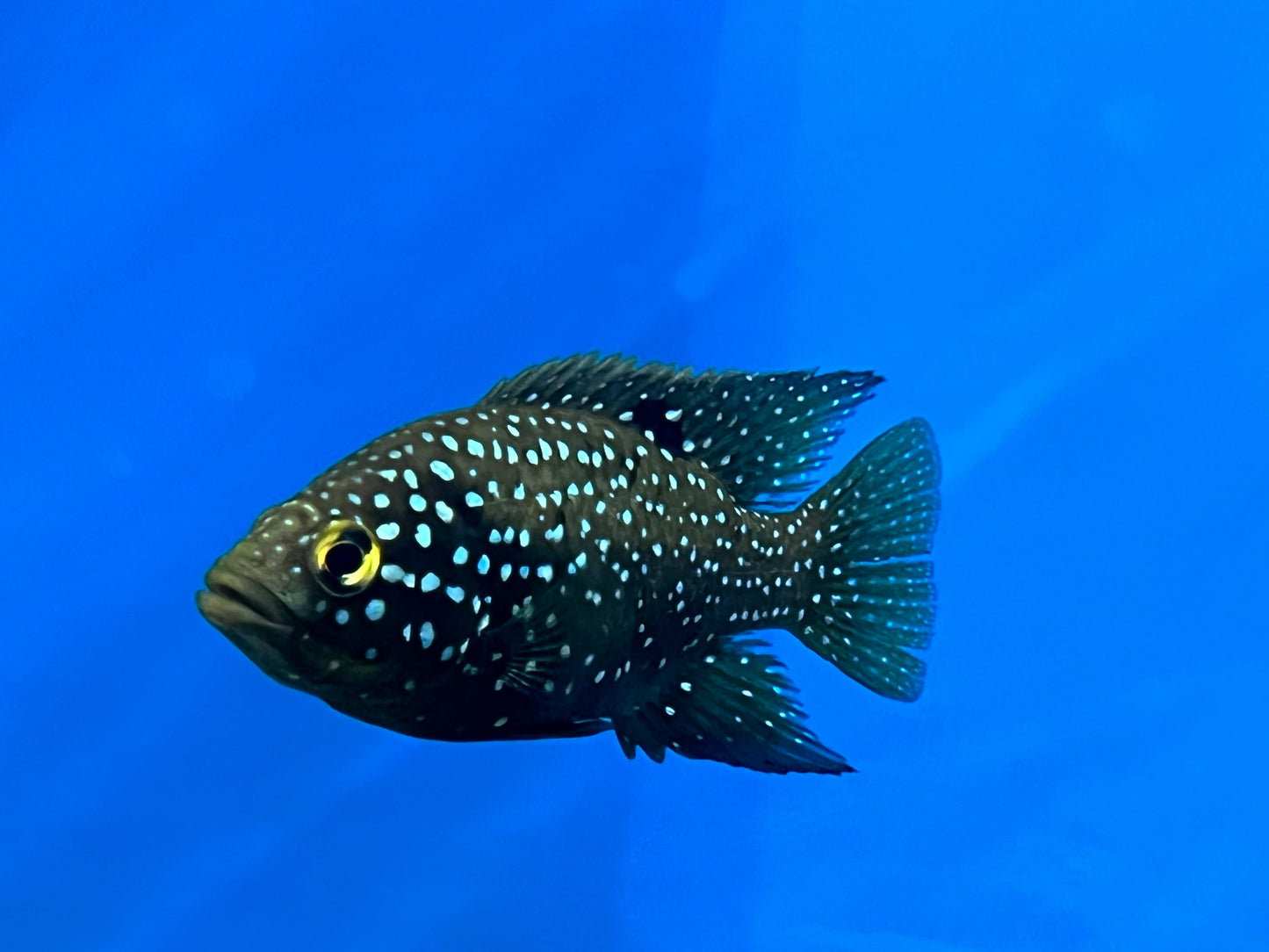 Starry Night Cichlid