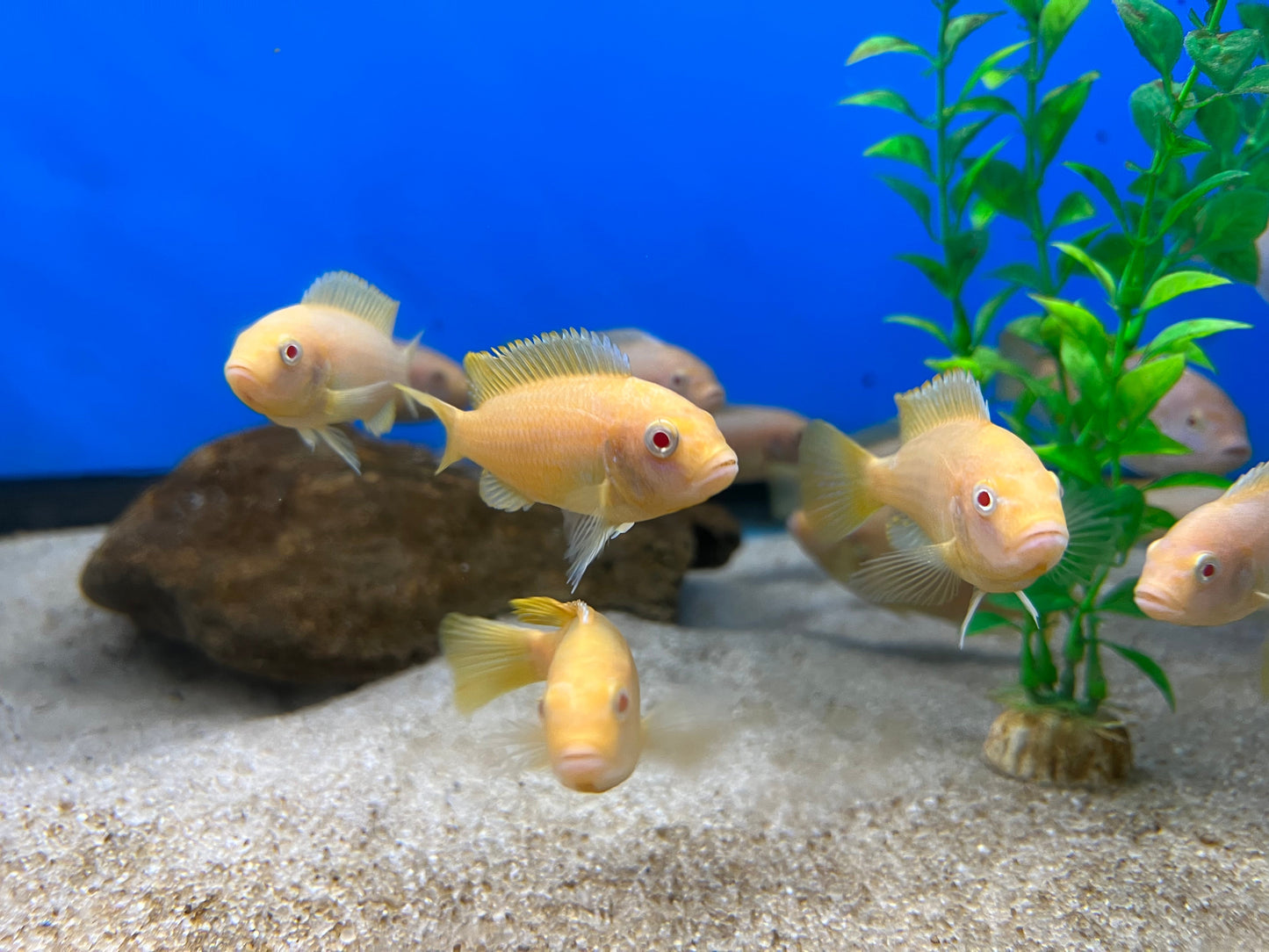 Red Top Albino Zebra