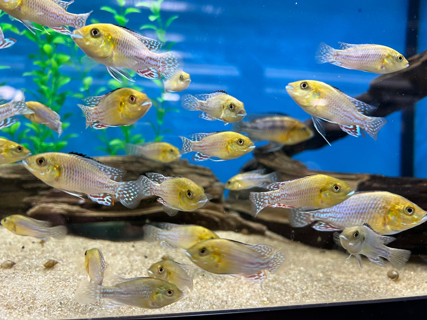 West African Mouthbrooder