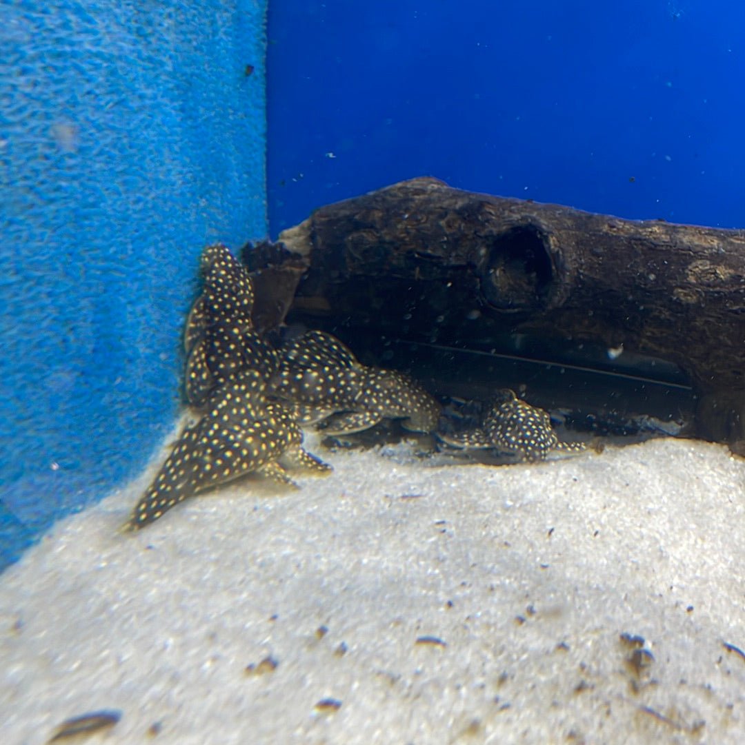 L007 Galaxy Pleco