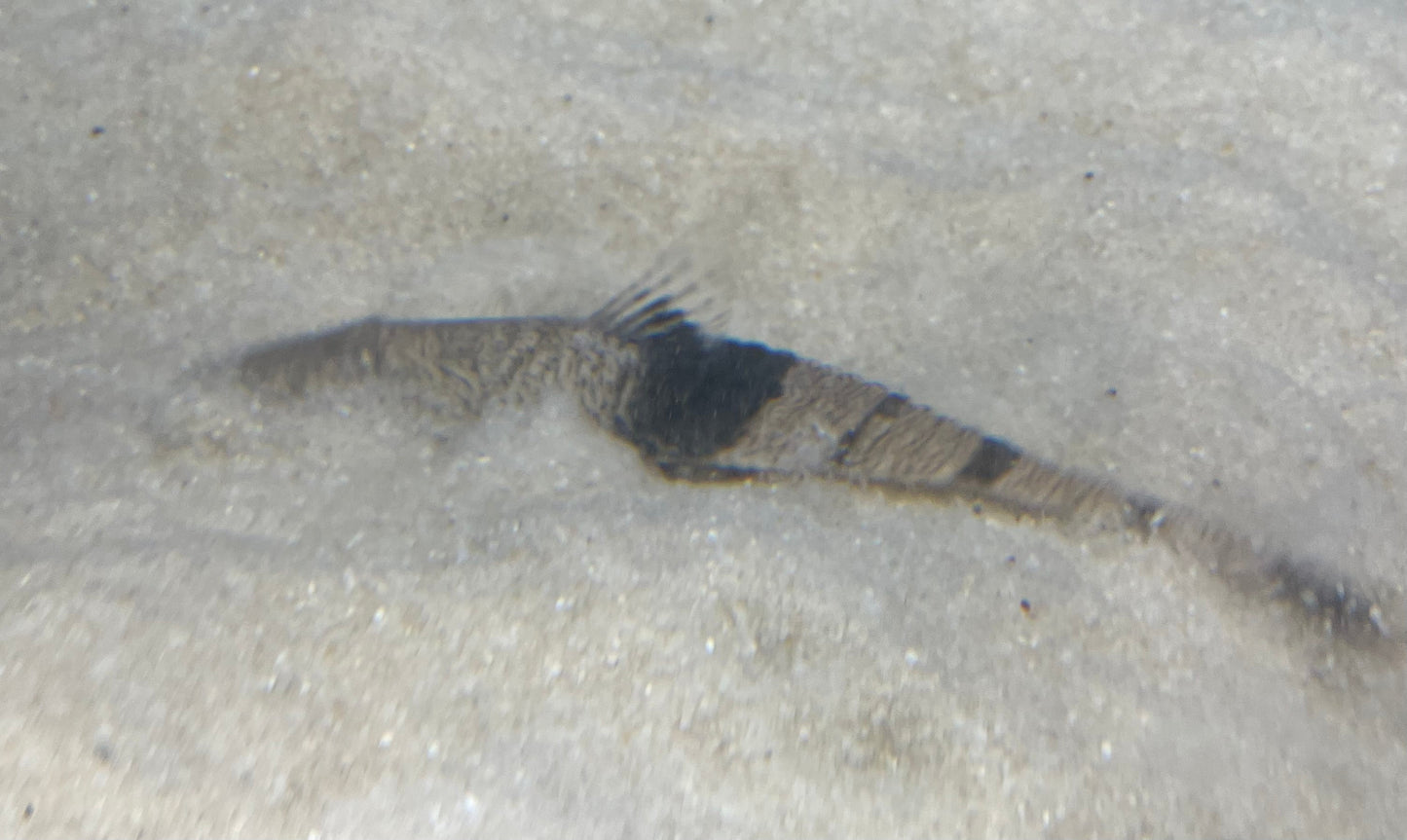 Chameleon Whiptail "Colombia"