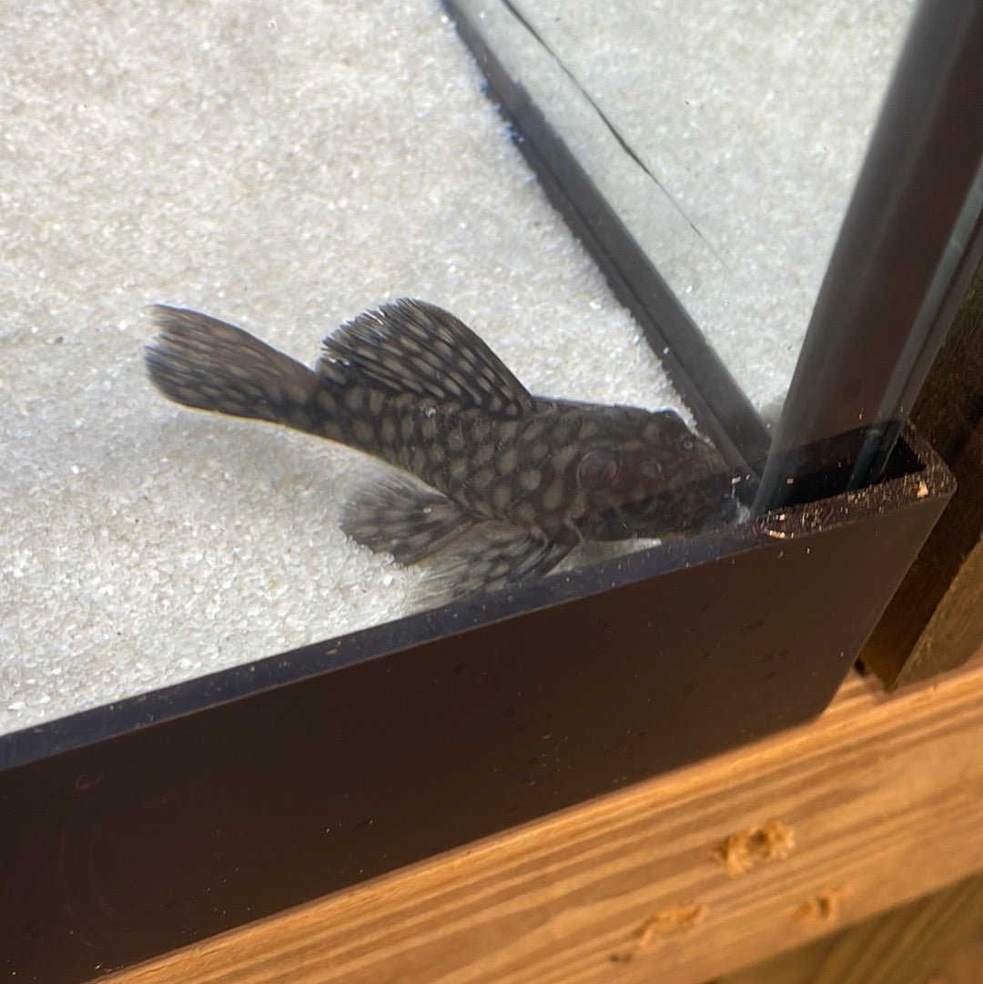 L020 Polka Dot Pleco