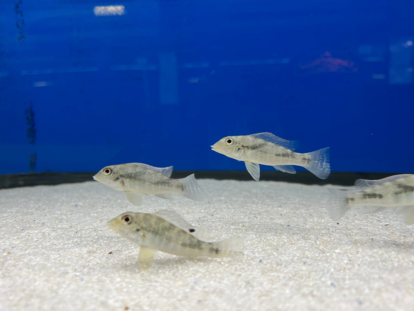 Retroculus lapidifer