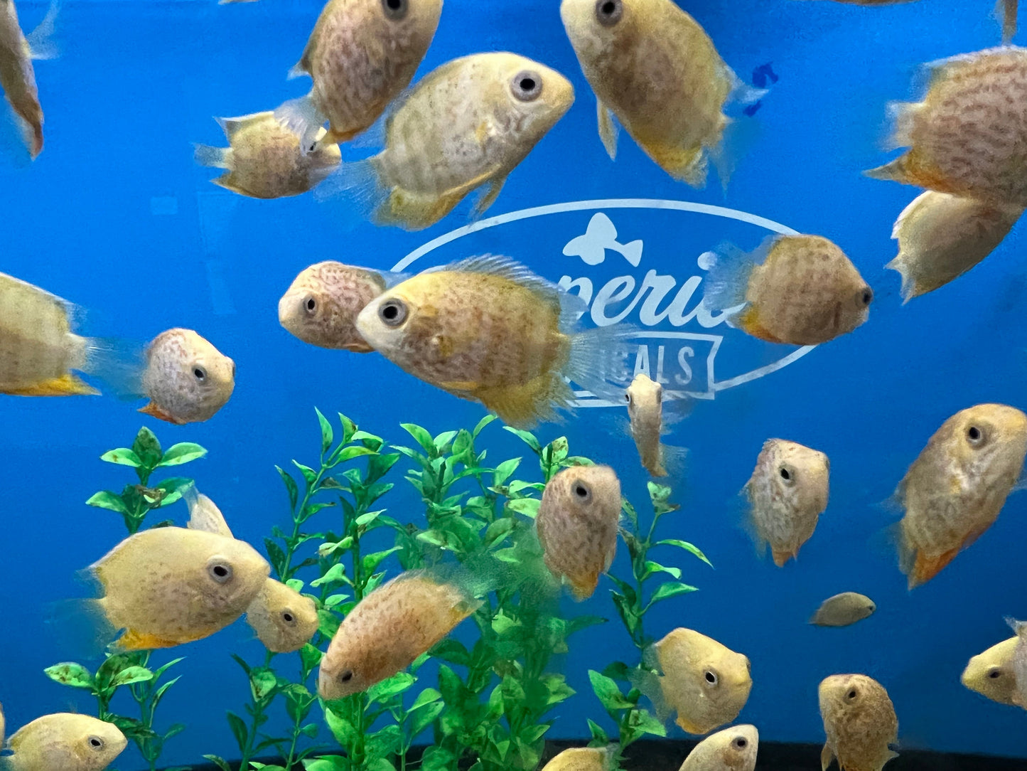 Red Spotted Severum