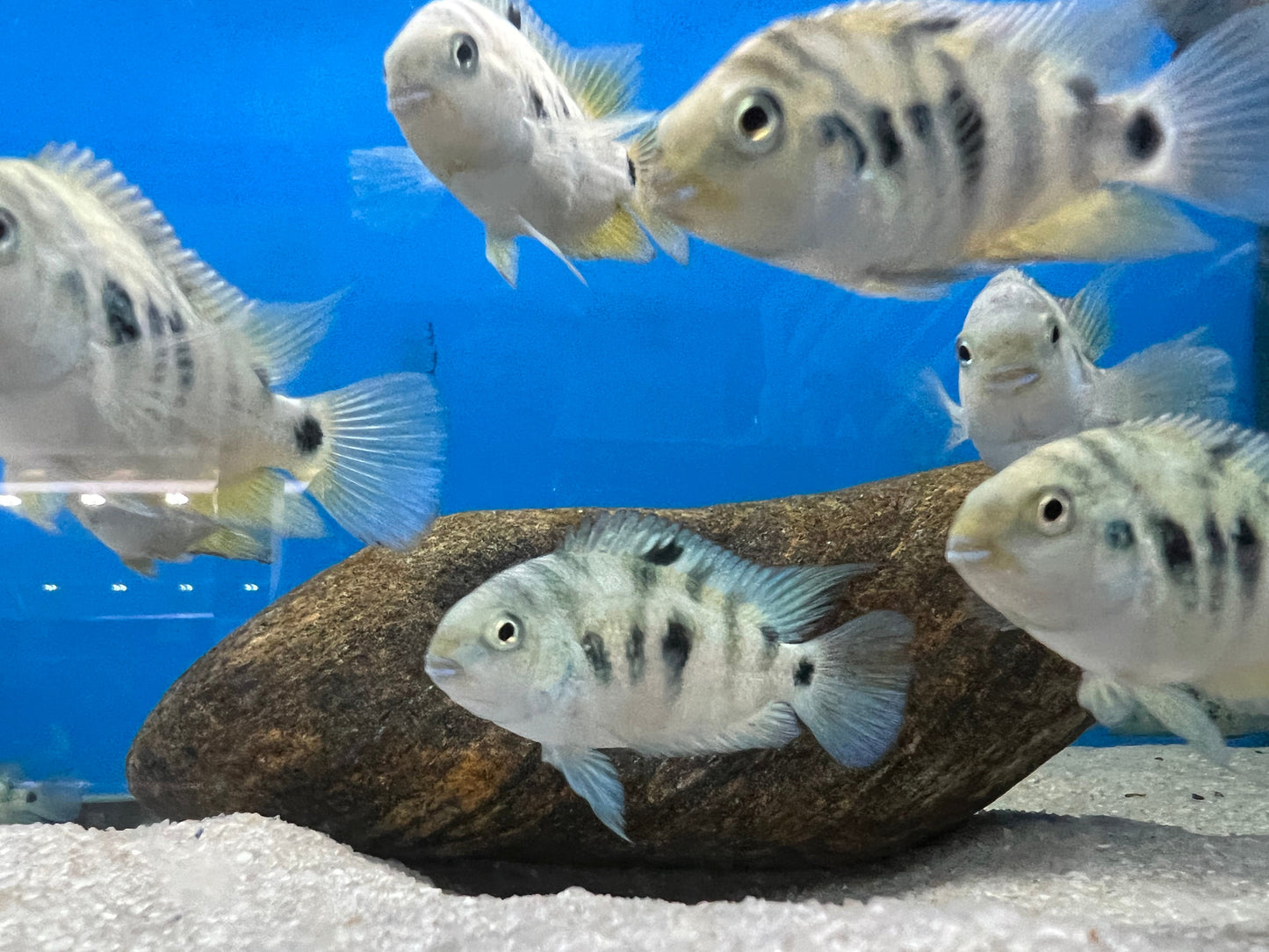 Honduran Red Point
