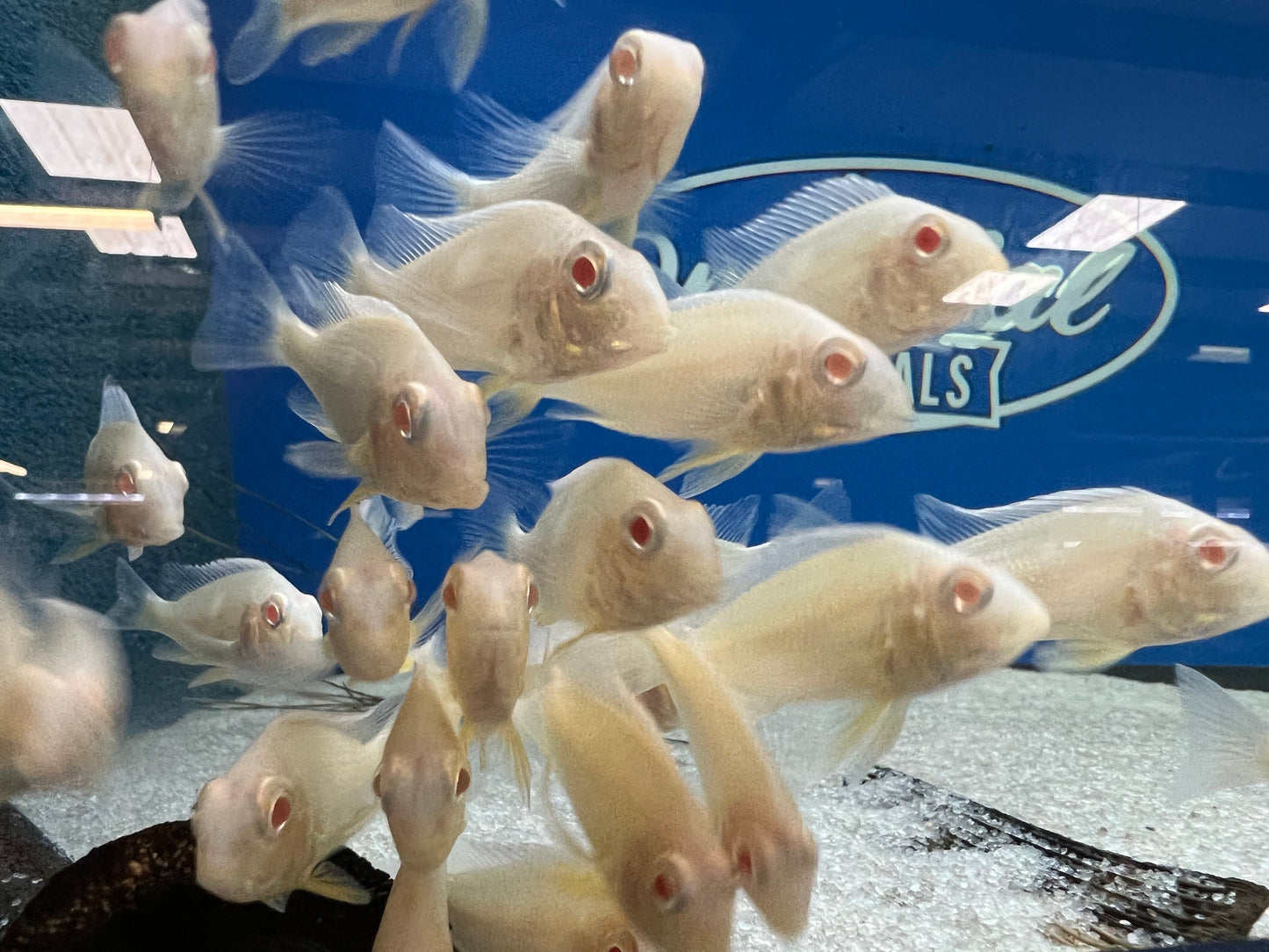 Albino Red Head Tapajos