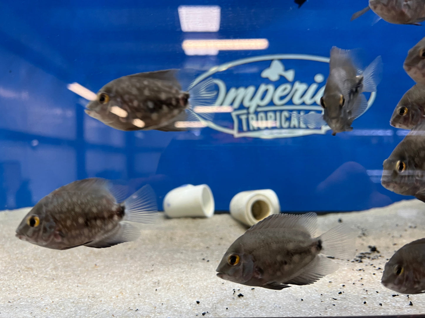 Triangle Cichlid
