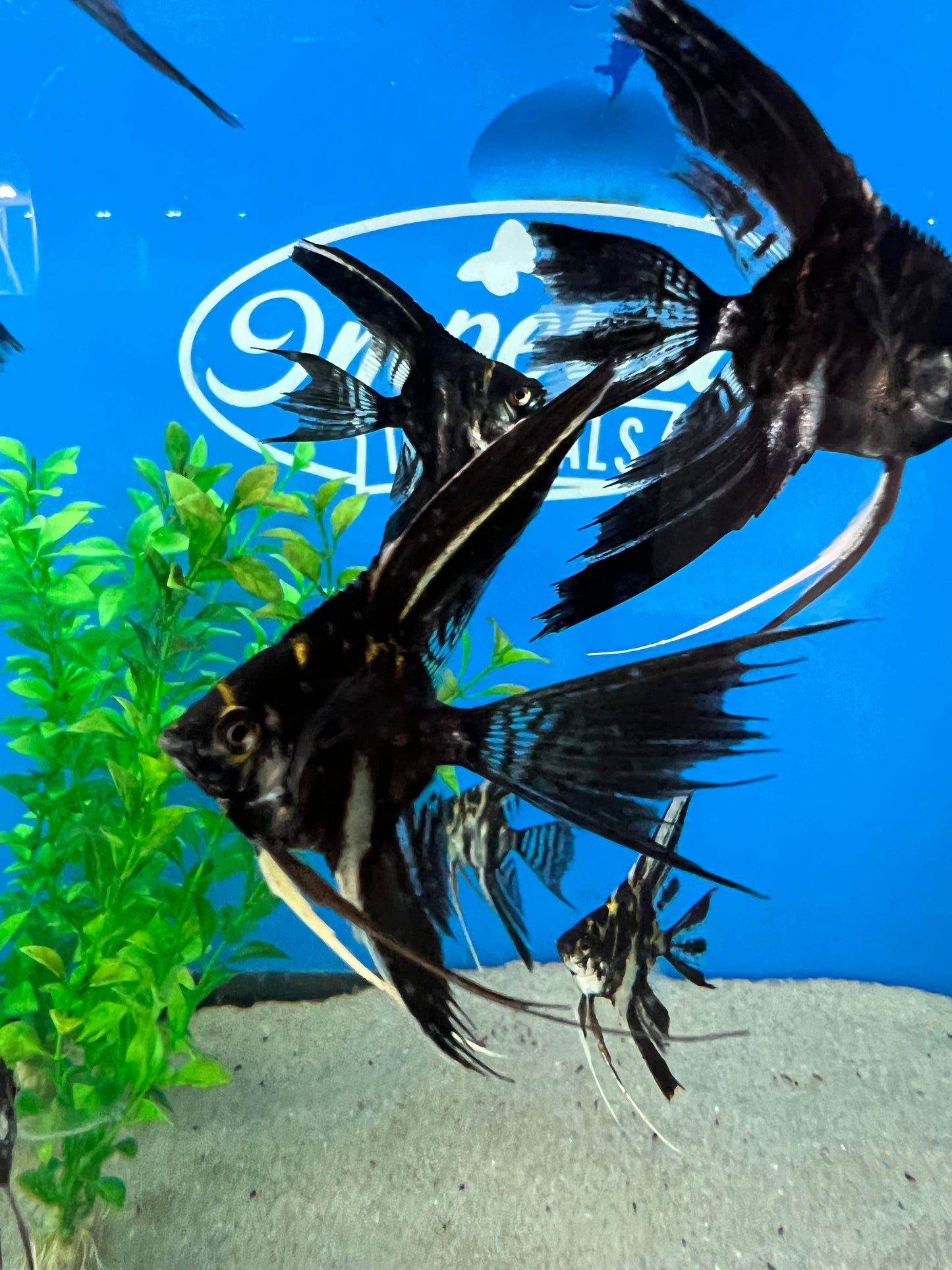 Marble Veil-Tail Angelfish