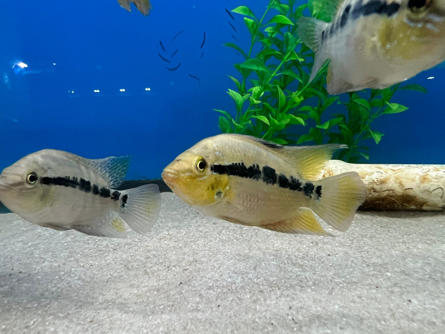 Salvin's Cichlid