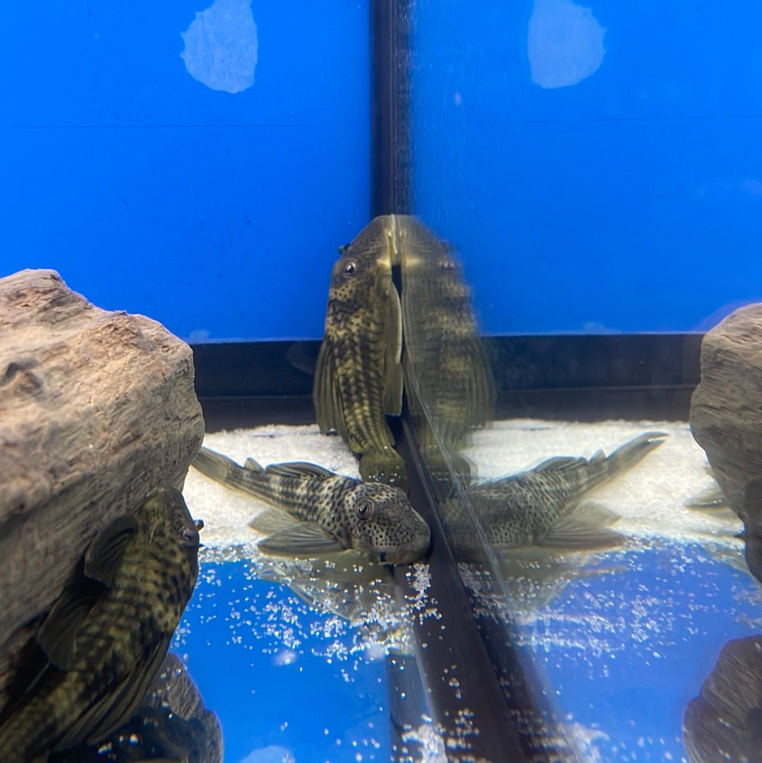 L141 Ghost Pleco
