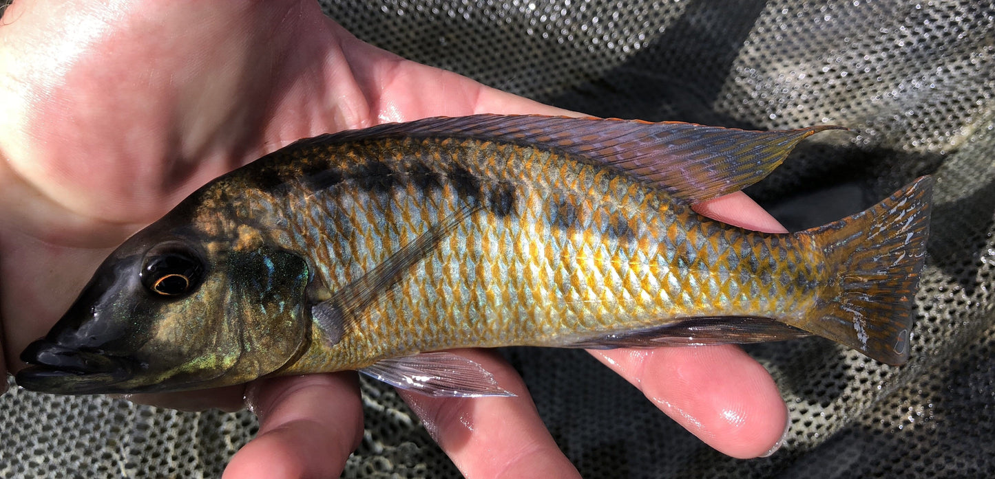 Malawi Gar (Lichnochromis acuticeps) - Imperial Tropicals