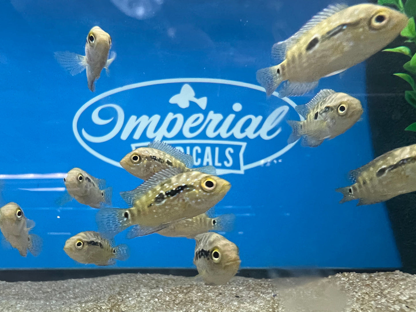 Jack Dempsey Cichlid