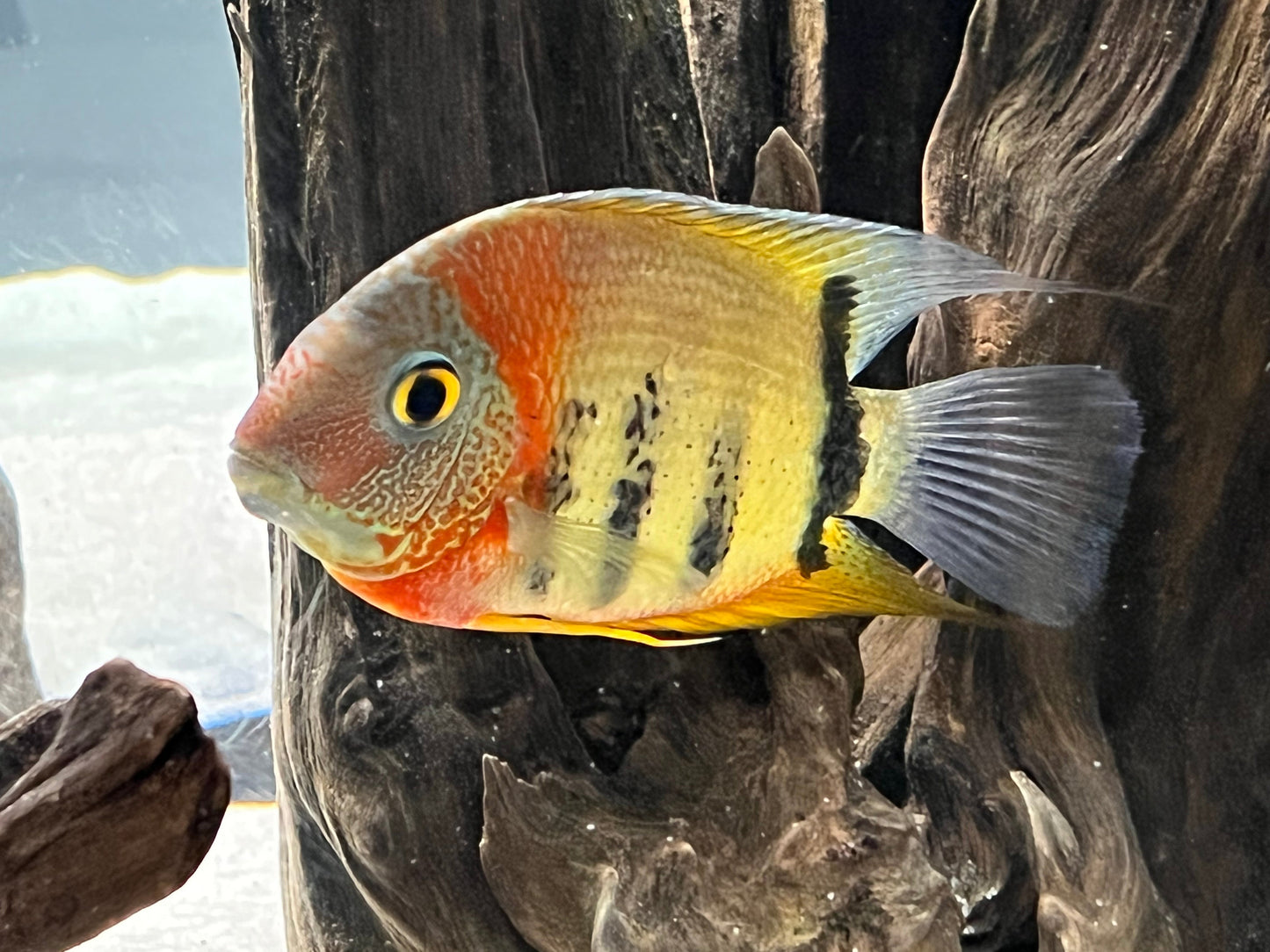 Red Shoulder Severum Rotkeil