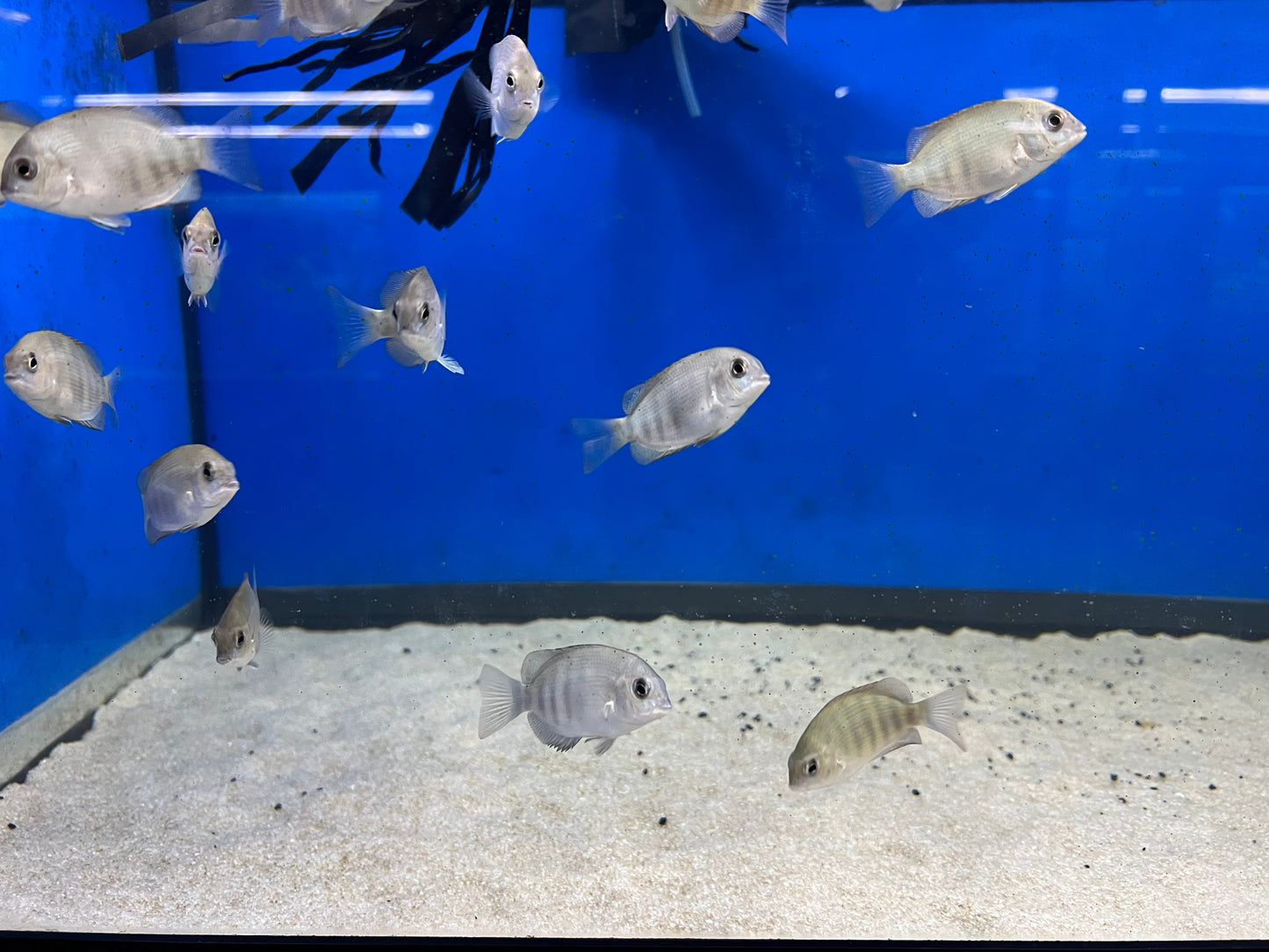 Pinstripe Damba Cichlid