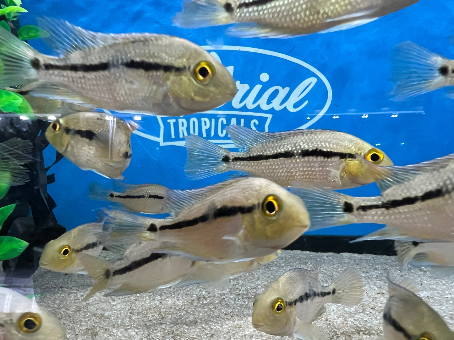 Nicaraguan Cichlid