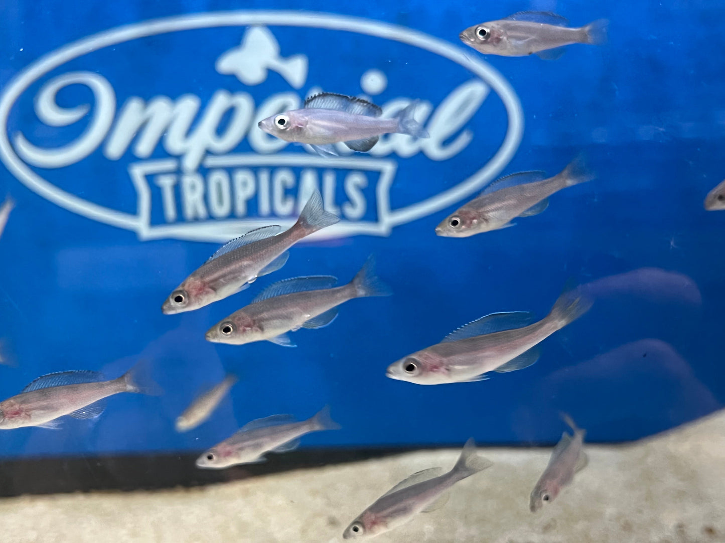 Cyprichromis leptosoma "Tri-Color"