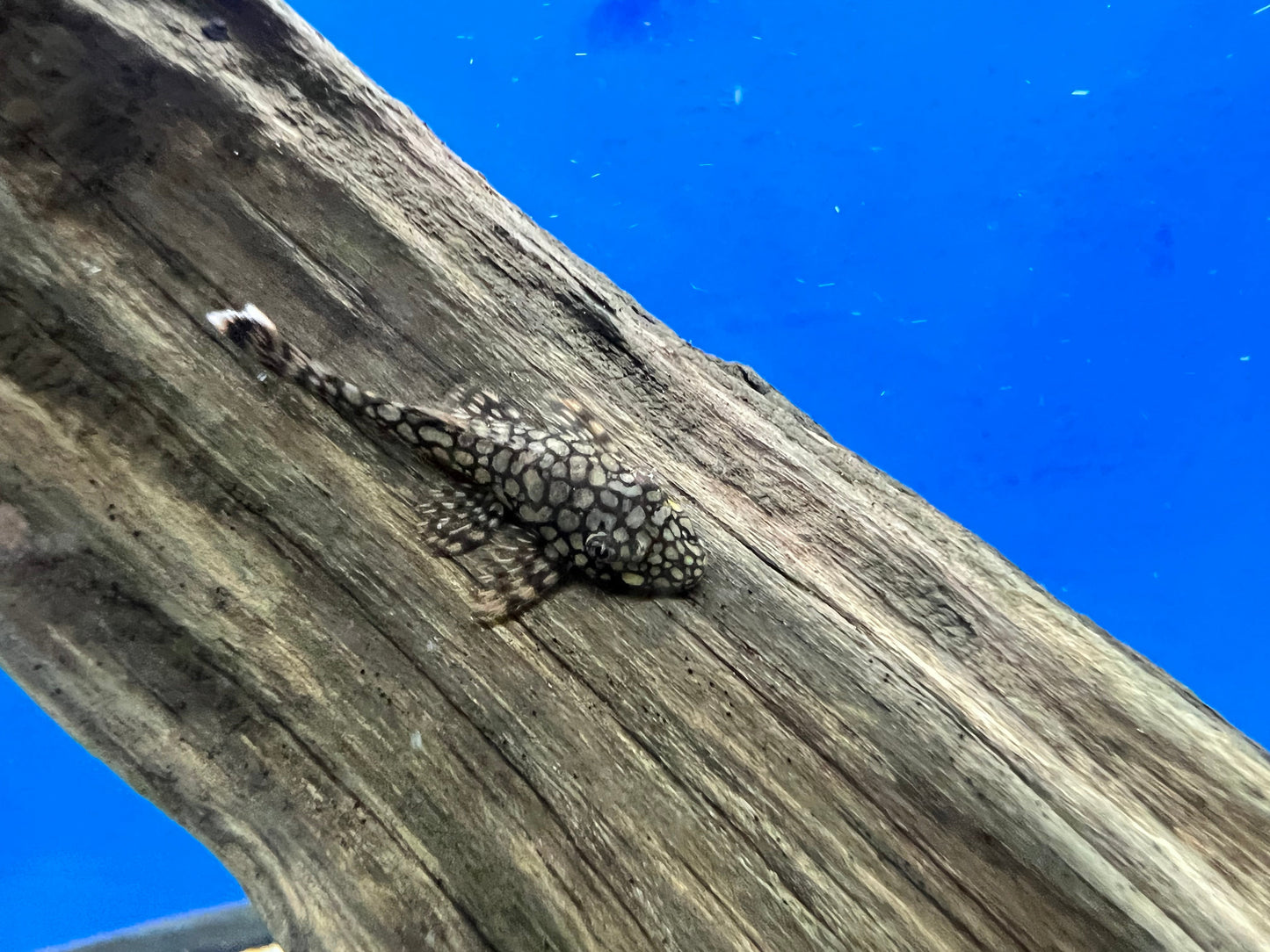 Honeycomb Wabenmuster Bristlenose Pleco