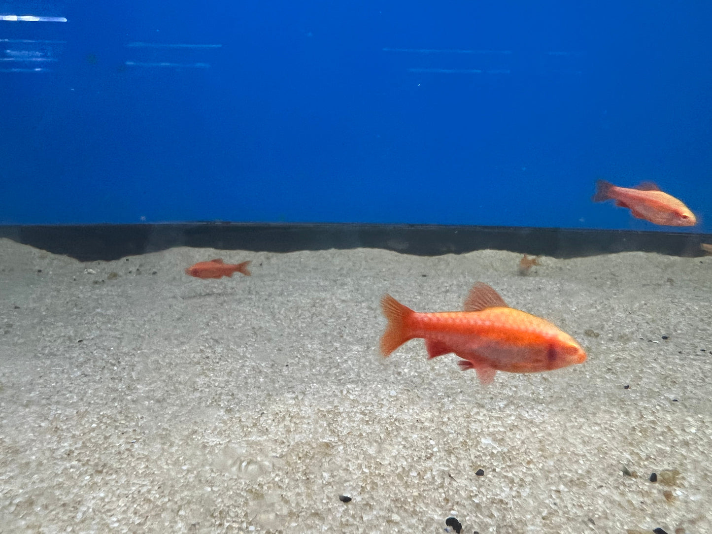 Albino Cherry Barb