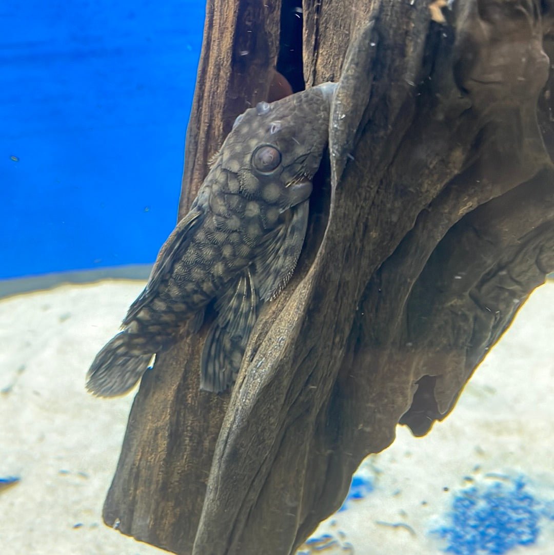 L020 Polka Dot Pleco